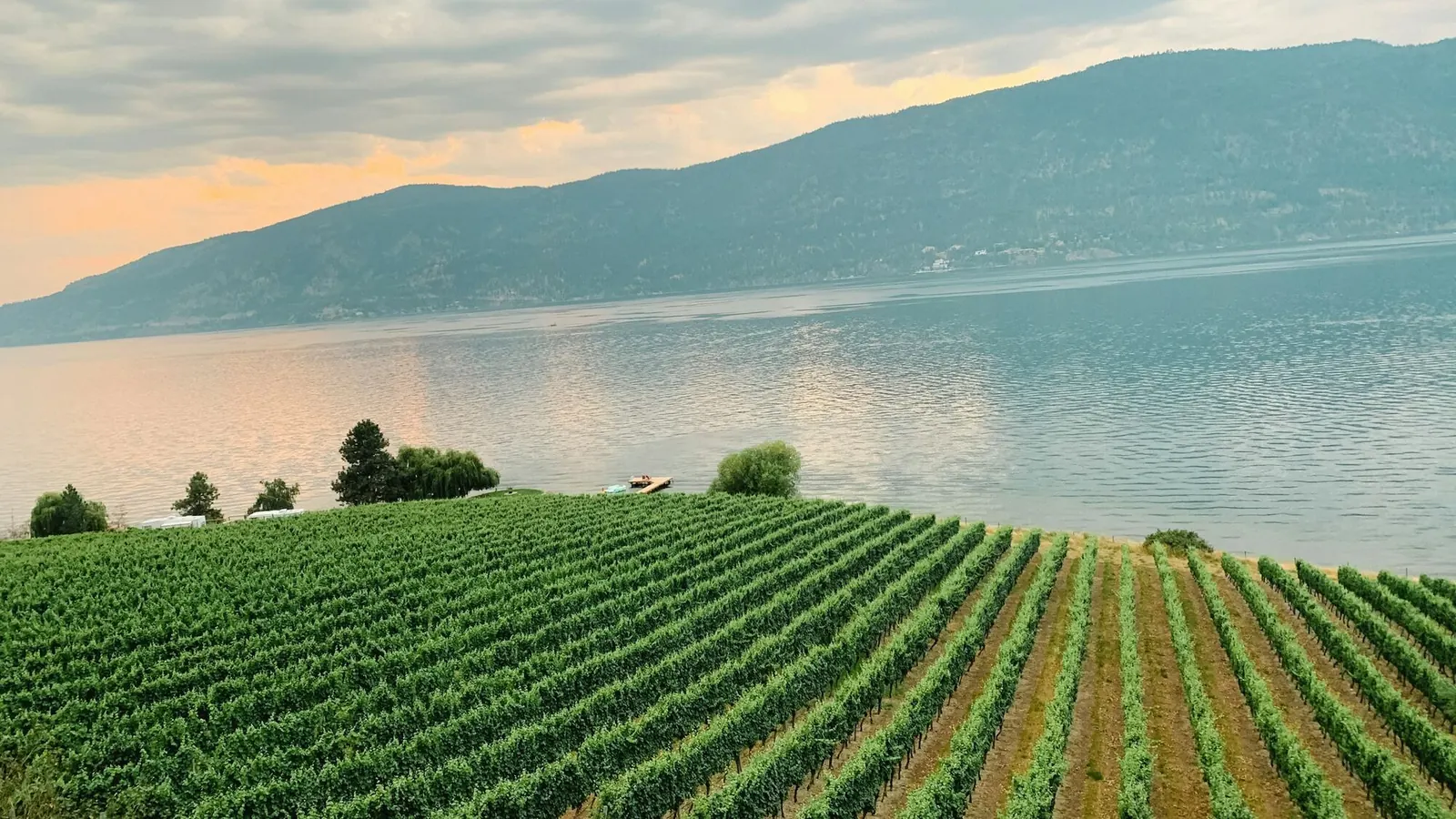 Vineyard rows in the Okanagan